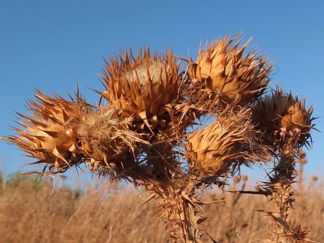 sardegna sub muore