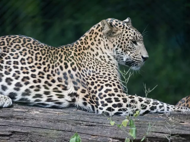 Pantera nera in Campania: ricerche a tappeto della Forestale
