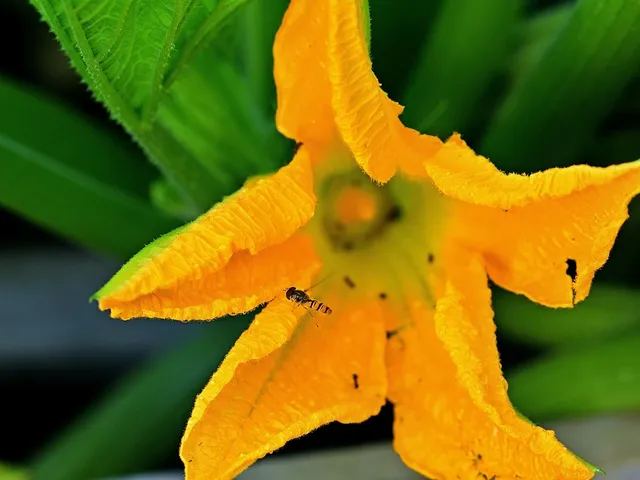 Ricetta Fiori di Zucca: come preparare una pasta che stupirà i vostri ospiti