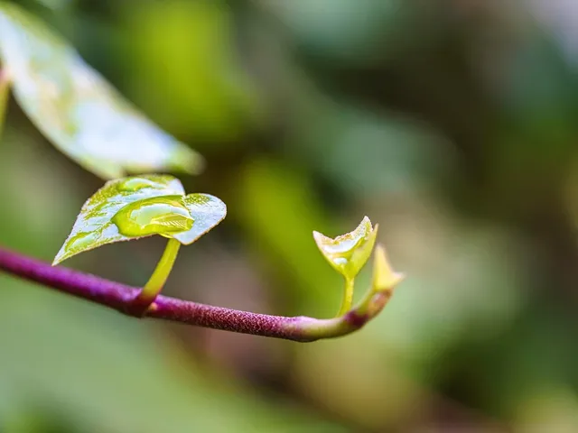 focolaio coronavirus sicilia
