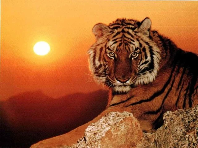 Università di Parma, ricercatrice veterinaria opera una tigre