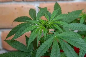 Il Lussemburgo vuole la legalizzazione della cannabis in tutta Europa come in Olanda