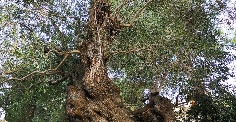 Cosa sta facendo il governo per combattere la Xylella nel Salento