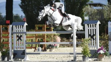 Photo of Equitazione, l’Arena Le Lame di Montefalco raggiunge le 4 stelle