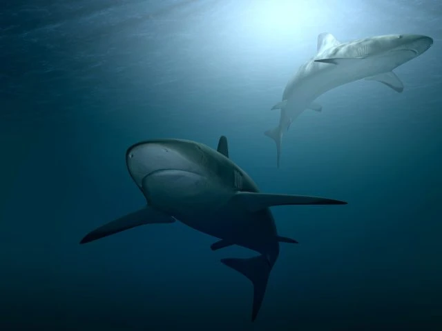 Squalo a Pozzuoli, la natura si sta riappropriando dei suoi spazi - il video