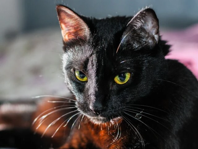 Gatto nero con Lyssavirus morde la padrona: il ministero avvia indagini