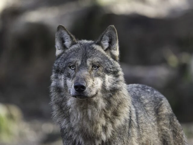 Salento, turista aggredita da un lupo in una pineta vicino la spiaggia